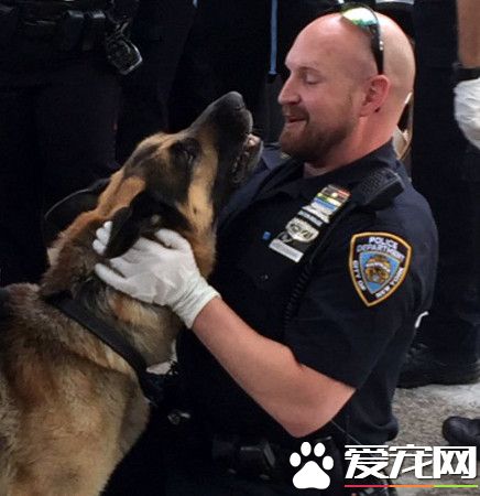 闷热车内住1人+22狗 警察关切急救命