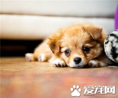 主人不在，心情不好！o(︶︿︶)o