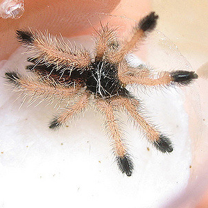 圭亚那粉趾图片