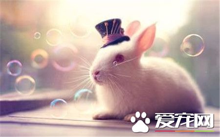 兔子君真可爱！梦幻极了！