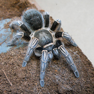 哥斯达黎加斑马脚图片