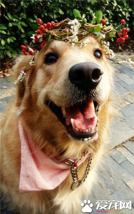 一只时髦的汪星人！