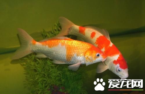 锦鲤鱼蒙眼 锦鲤鱼蒙眼预防及治疗方法