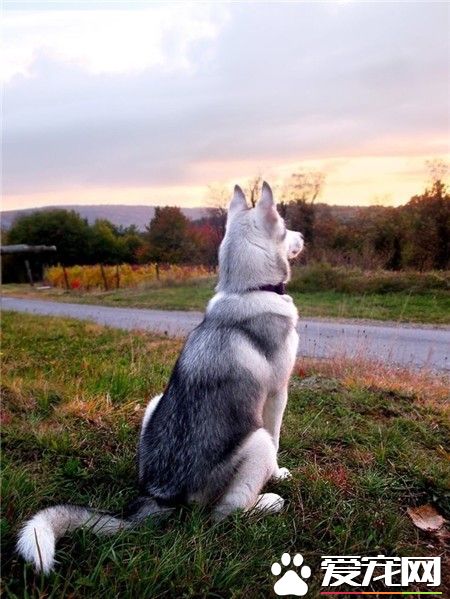 哈士奇是怎样从帅气萌狗变成猥琐大叔的？