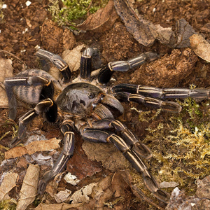 泰国斑马脚图片