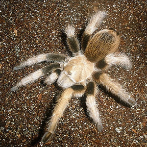 墨西哥金背图片