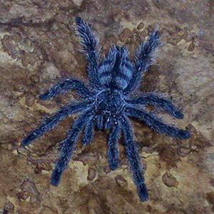 厄瓜多尔紫粉趾图片