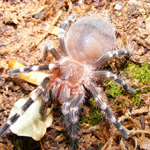 巴西白膝头图片