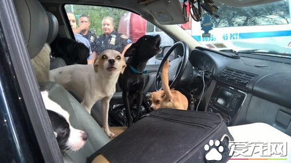 闷热车内住1人+22狗 警察关切急救命
