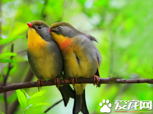 相思鸟多少钱 价格大概在几十到几百元不等