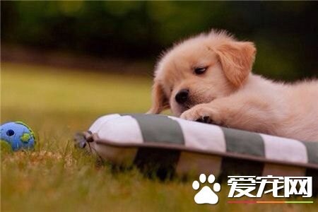 我就趴一会儿！