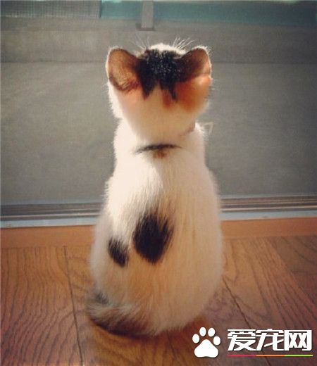 喵星人，看我这萌萌的忧桑背影〜