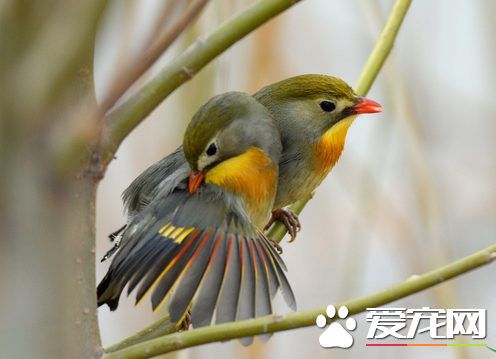 相思鸟怎么样 详解红嘴相思鸟的养殖技术