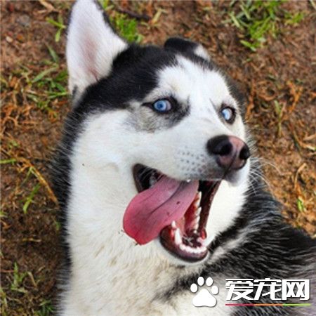 二哈，你怎么可以那么二呢？