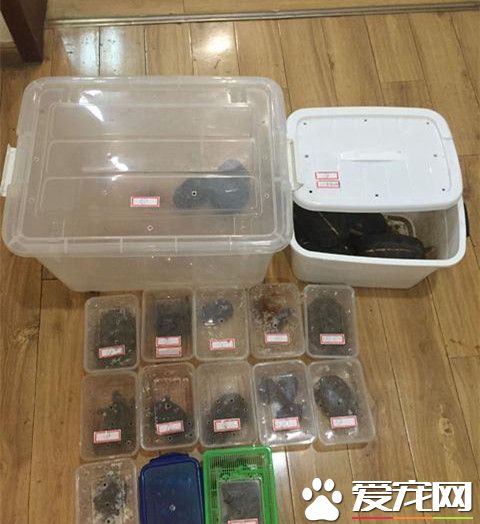 网购宠物蛇 收到的却是国家保护动物球蟒