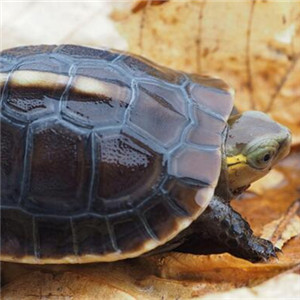 黄缘闭壳龟图片