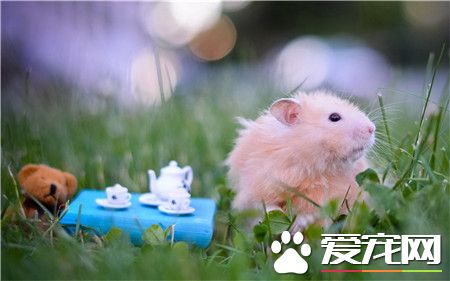 一只超级会享受的鼠星人~