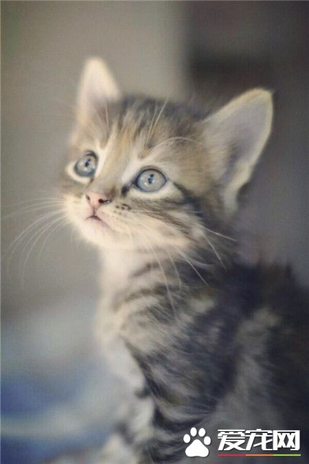 喵星人，有没有被人家的回眸可爱到喵~