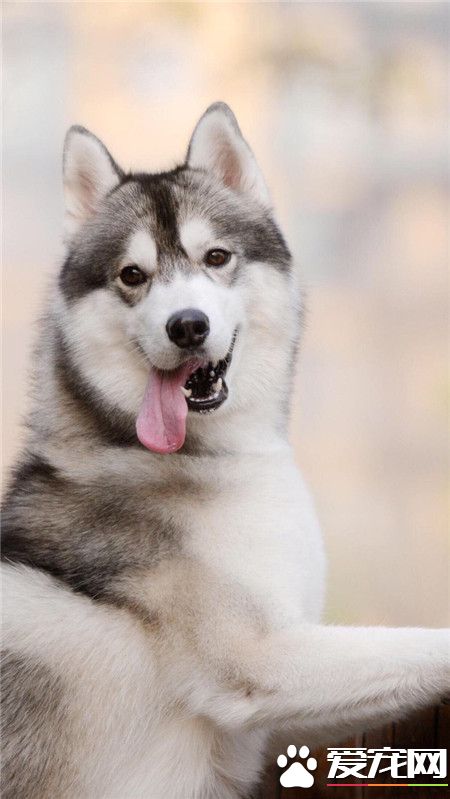 主人，我可爱不？