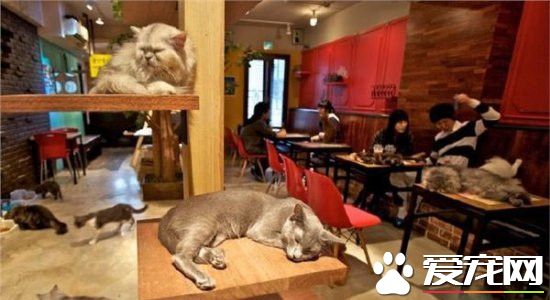 人不如猫 日本新法规猫咪工作不准超12小时