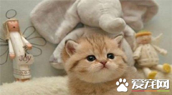 人不如猫 日本新法规猫咪工作不准超12小时