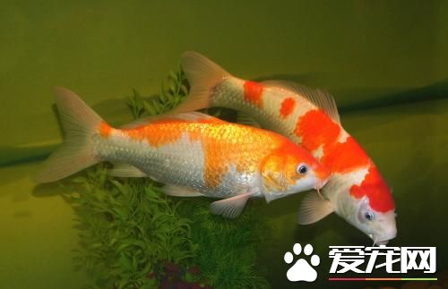 锦鲤鱼眼睛发白 细菌感染和水质变坏造成