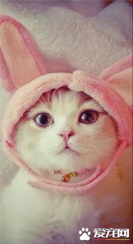 喵星人，人家爱上了一只小兔子~