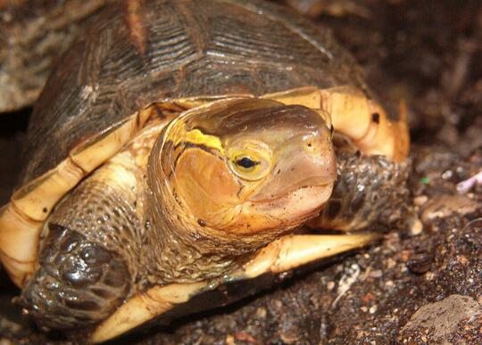 黄缘闭壳龟