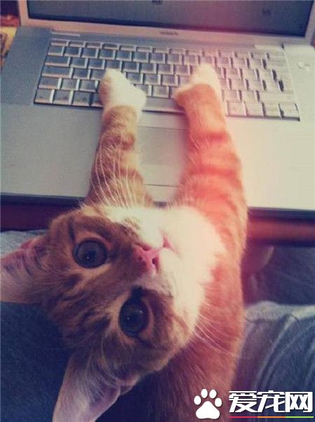 你瞅啥！没看本喵正在网上冲浪吗？