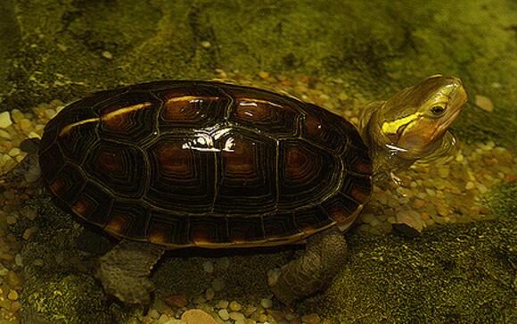 黄缘闭壳龟