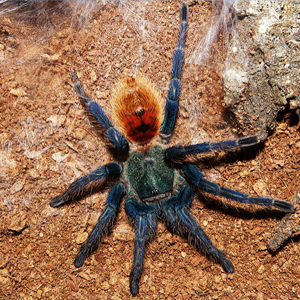 委内瑞拉红绿灯蜘蛛图片