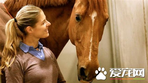 荷兰马术选手为了爱驹 忍痛放弃奥运比赛