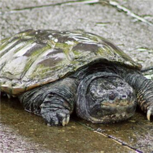 南美拟鳄龟图片