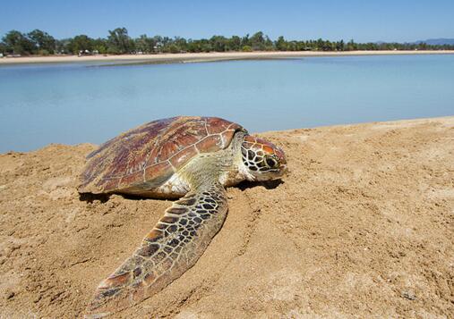 绿海龟