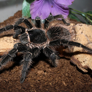 巴西所罗门食鸟图片