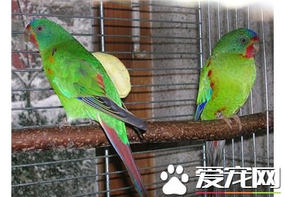 快速鹦鹉的饲养 提供一些无毒有嫩芽树枝啃咬