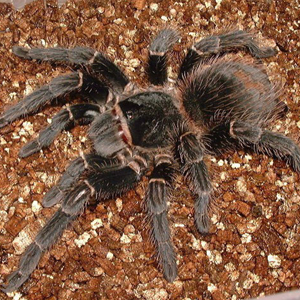 委内瑞拉红间蜘蛛图片