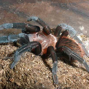 危地马拉红尾图片