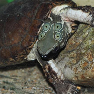 四眼斑水龟图片