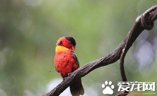 黑顶吸蜜鹦鹅的饲养 能很快适应新环境及主人