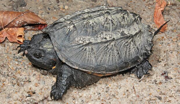 佛州拟鳄龟