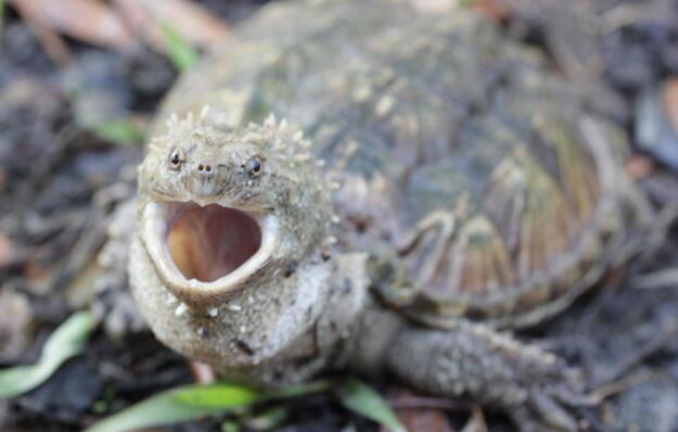 佛州拟鳄龟