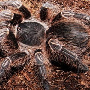 玻利维亚白脚图片