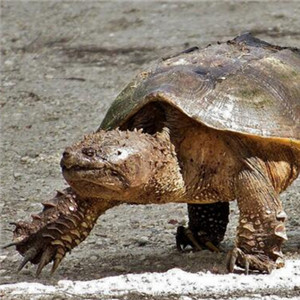 佛州拟鳄龟图片