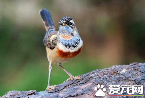 蓝点颏的挑选 体羽色呈土褐色头顶羽色较深