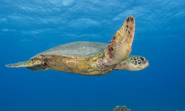 绿海龟