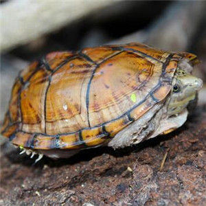 虎纹麝香龟图片