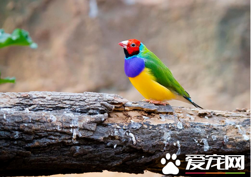 七彩文鸟多少钱一只 会因品种不同价格不相同