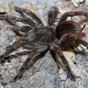 厄瓜多尔棕丝绒图片