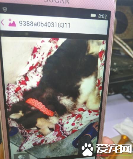 宠物犬送训3个月后猝死 训练中心承诺赔偿后反悔